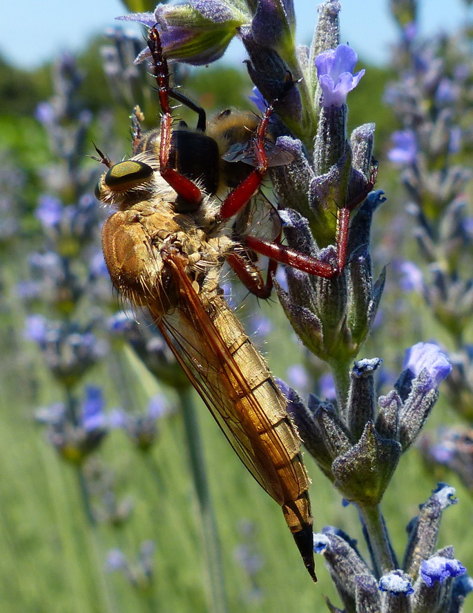 Asilidae:  Engelopogon sp.,  femmina